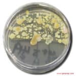 Microorganism-in-Culture-Plate