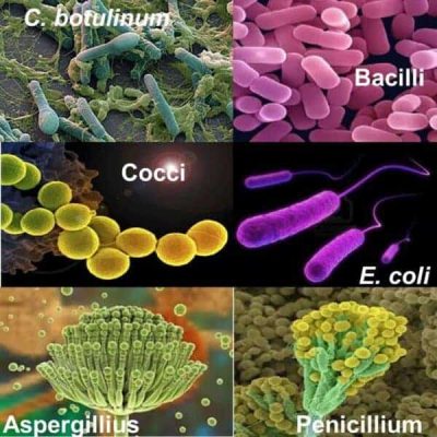 Biological Test Methods Validation in Pharmaceuticals